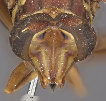 Media type: image;   Entomology 21905 Aspect: head frontal view